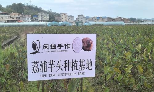 闲拙手作|建立荔浦芋头种植基地，以源头直供筑牢品牌与门店根基